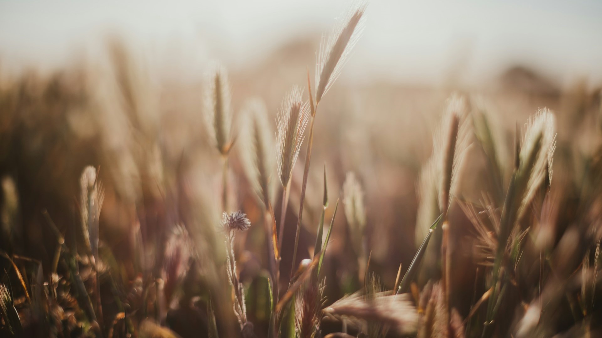 Todos somos extranjeros